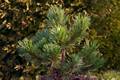 Pinus nigra Hornibrookiana IMG_2975 Sosna czarna